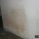Mold Growth